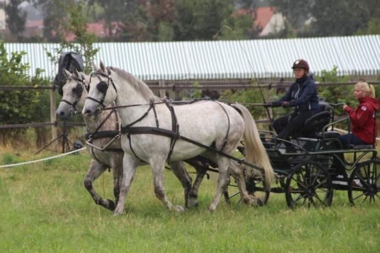 Cheval de gauche